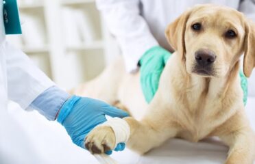 VetAsist — Veterinare