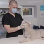 Beethoven — cabinet veterinar