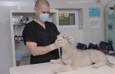Beethoven — cabinet veterinar — Veterinare