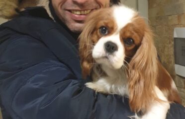 Phoenix-Vet — ветеринарная клиника — Ветеринария