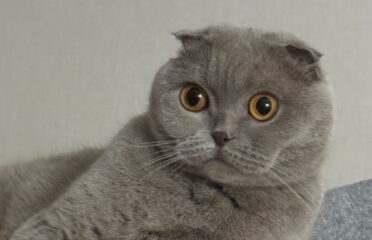 One Vet — ветеринарная клиника — Ветеринария