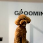 GroomingPet