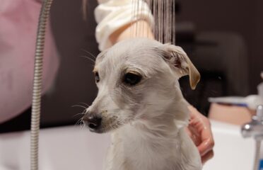 Daisy Grooming — Груминг-салоны