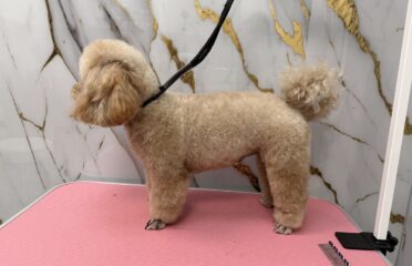 Beauty Paw Grooming — Груминг-салоны