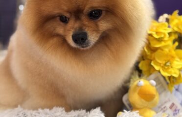 Pet Club — Grooming pentru animale