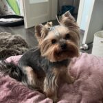 The Pet Barbershop