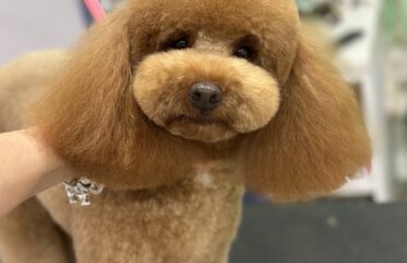 Mako Pet Salon — Grooming pentru animale